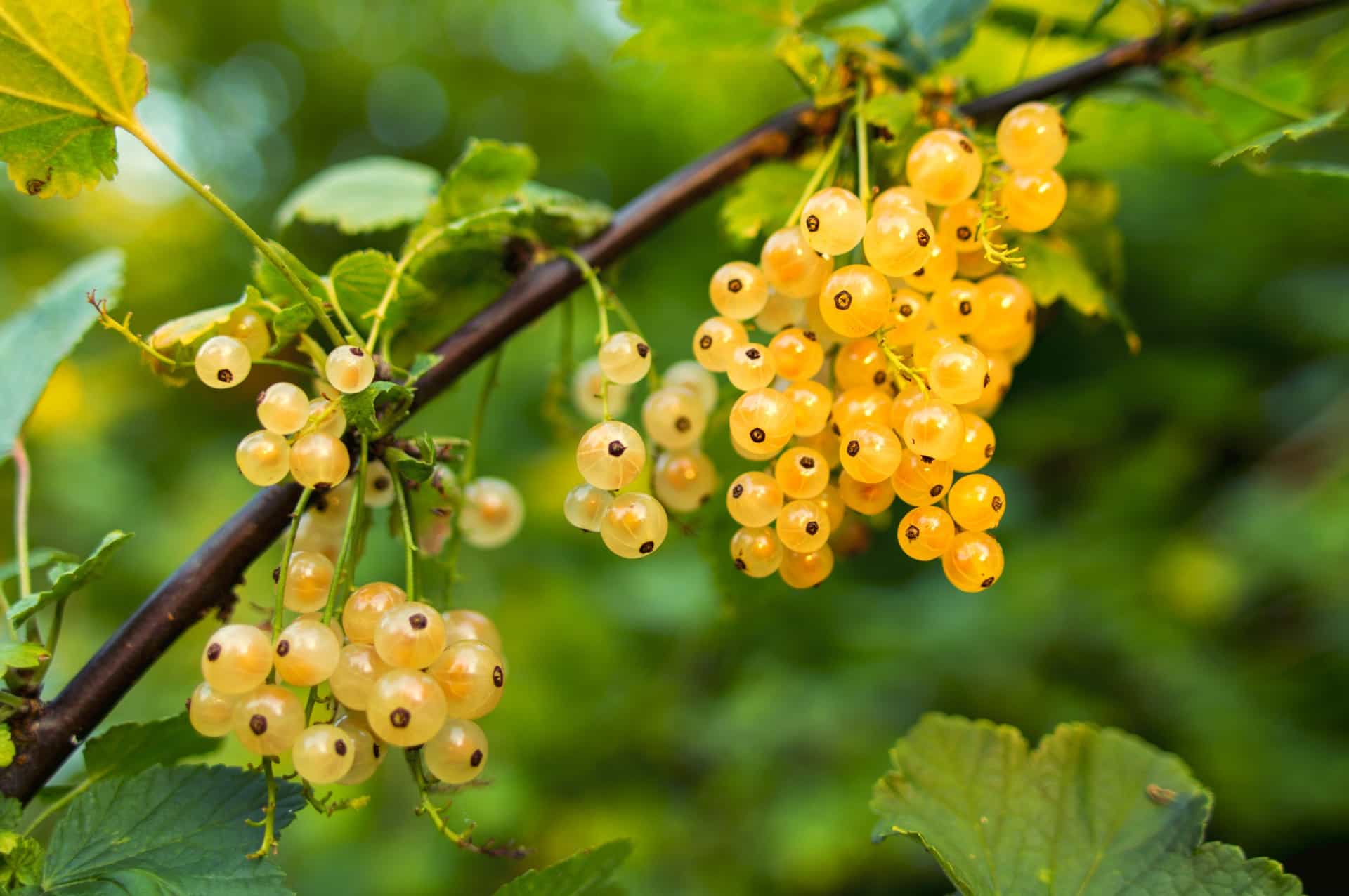 Bunch of grapes