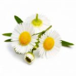 بابونه -داما