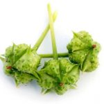 خارخاسک -داما