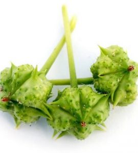 خارخاسک -داما