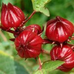 چای ترش -داما