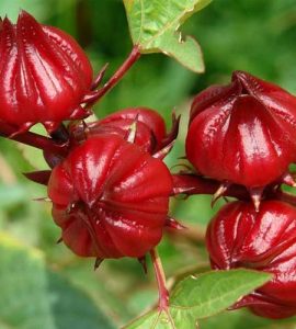 چای ترش -داما