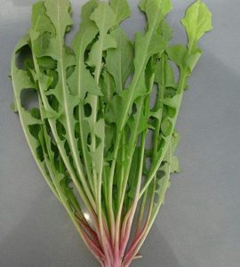 کاسنی -داما