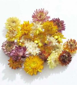 گل مینا -داما